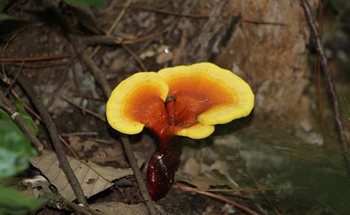 中医良药：灵芝养生的3种功效